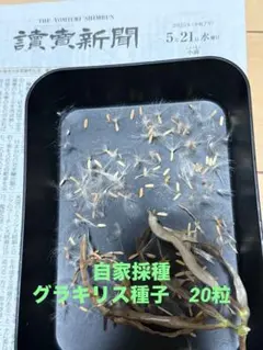 omochi8346様 リクエスト 3点 まとめ商品