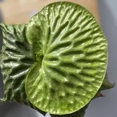 マダガスカリエンセ　ビカクシダ　胞子培養苗　ワイドリーフ ビカクシダ マダガスカリエンセ ワイドリーフ 胞子培養苗 - メルカリ