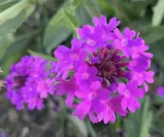 ひろろん様 リクエスト 2点 まとめ商品