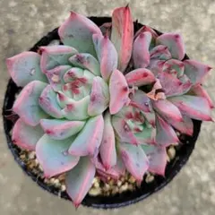 SSSさん苗　宮田コロラータ×中里リンゼアナ札付きポットごとメルカリ便 SSSさん苗 宮田コロラータ×中里リンゼアナ札付きポットごと