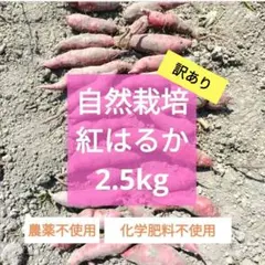 紅はるか切り苗 1000本 茨城県産 PVP付き 紅はるか切り苗 100本 茨城県産PVP付き - メルカリ