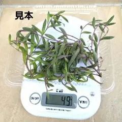 ✨ルビーネックレス（紫月）育てやすい 多肉植物 寄せ植え・グランドカバーに