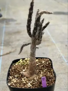 2026年最新】プテロカクタスの人気アイテム - メルカリ 現塊根系