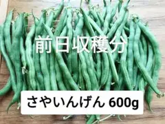 ラスト1箱【7/14収穫分】さやいんげん 600g 福島県産のサムネイル