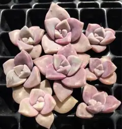 2026年最新】多肉植物 葉挿しの人気アイテム - メルカリ