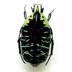 2026年最新】ハナムグリ標本の人気アイテム - メルカリ