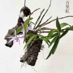 セッコク 蘭 ⑤ 万里紅 長生蘭 山野草　ハンキング 赤花 吊るし植物のサムネイル