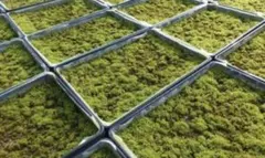 スナゴケ すな苔 50トレー 苔玉 庭苔 - メルカリ