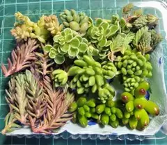 多肉植物 　セダムセット