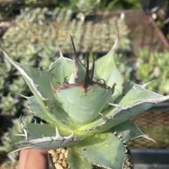 e*i様 アガベ　ハデスのサムネイル
