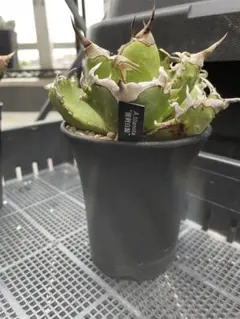 Agave titanota 強刺白鯨 アガベ チタノタのサムネイル