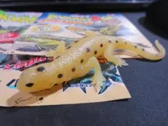 鬣蜥＆co迷你 　黃色寶石蛇　Ando Komini