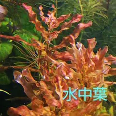 ルドウィジア・インクリナータキューバ斑入り【水上葉】☘️1本