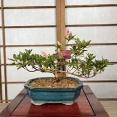 盆栽 皐月 サツキ の菊姫 - メルカリ