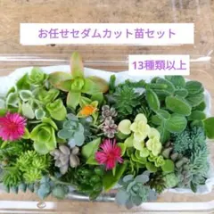 お任せセダムカット苗セット