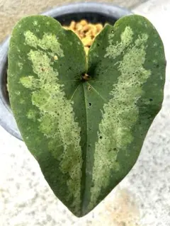 2026年最新】カンアオイ 植物の人気アイテム - メルカリ