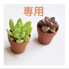 Nekosan様 リクエスト 2点 まとめ商品