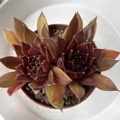 多肉植物♡センペルビウム♪子株5付き♪ブラックミニ（抜き苗） - メルカリ