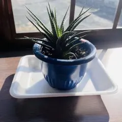 青空とエーゲ海様 リクエスト 2点 まとめ商品