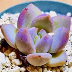多肉植物❣️シャンパン❣️韓国苗育成 抜き苗 b136