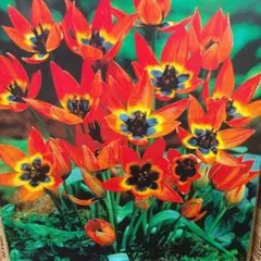 ヒデジイ様 リクエスト 5点 まとめ商品