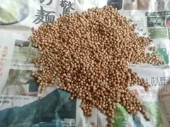 パクチーの種　25年夏採取のサムネイル