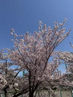 ななちむ様専用うちわ
