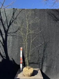 2026年最新】山採り もみじの人気アイテム - メルカリ