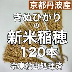 稲穂120本（30本×4束）しめ縄リース素材 京都丹波産きぬひかり 冷凍殺虫済
