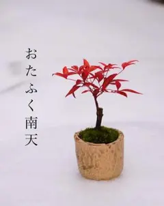 をり※プロフ必読様 リクエスト 2点 まとめ商品