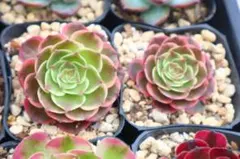 多肉植物 アエオニウム2品種セット「香妃&紅魔」 - メルカリ