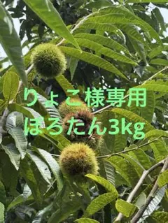 りょこ様専用　10/29か30に発送