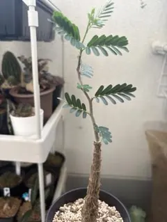 センナメリディオナリス実生のサムネイル