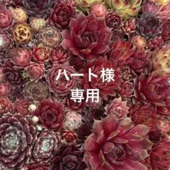 ハート様 リクエスト 3点 まとめ商品