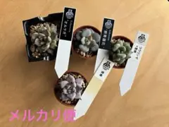 2026年最新】優木園 雪蜂の人気アイテム - メルカリ