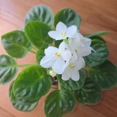 セントポーリア ミスミヤジマファンタジー 開花株 セントポーリア ミス宮島ファンタジー 開花株 - メルカリ