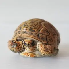樹脂製カメの置物　ビックリした時　リクガメ　TORTOISE