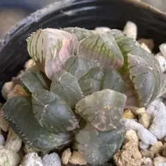 ハオルチア オブツーサ錦　水中月錦① 多肉植物のサムネイル