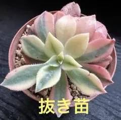 2026年最新】観葉植物 アエオニウムの人気アイテム - メルカリ