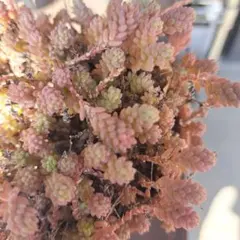 隣のトロロ様 リクエスト 2点 まとめ商品