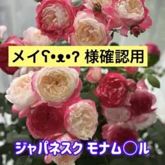 【メイʕ•ᴥ•ʔ様専用】バラ苗（62） 切花種　ジャパネスク モナム○ル