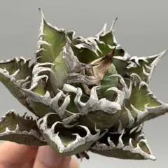 2025年最新】ゴリ猫の人気アイテム - メルカリ