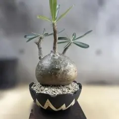 パキポディウムグラキリス2頭 VALIEM 鉢植え 塊根植物 コーデックス