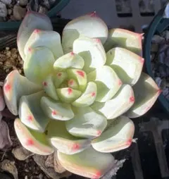 サボテン相談室　コロラータリンゼアナ×コロラータアテマハック札付きポットごと サボテン相談室 コロラータリンゼアナ×コロラータアテマハック札