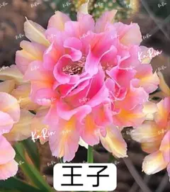 77-王子　巨大カキコ　新品種　花サボテン　エキノプシス属複色咲　新入荷のサムネイル
