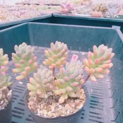 多肉植物 スプリングワンダー×プロリフィカ〈A〉 古都の葉さん - メルカリ