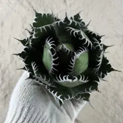 HIUCHI 闇炎 植物鉢 カタチ製作所 - メルカリ