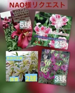 NAO様 リクエスト 4点 まとめ商品