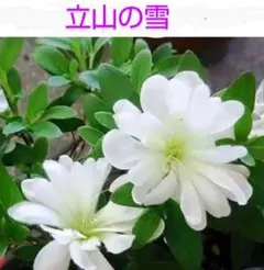 2026年最新】皐月盆栽の人気アイテム - メルカリ