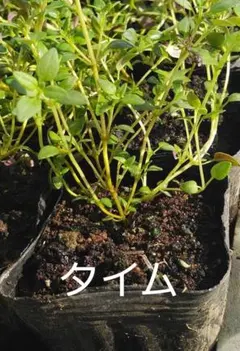 2026年最新】苗の人気アイテム - メルカリ